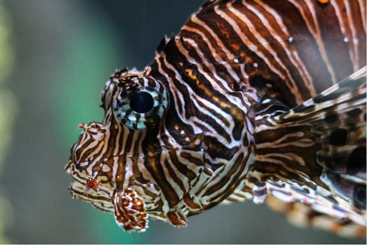 Lionfish Derby Cancelled Sarasota Scene Magazine